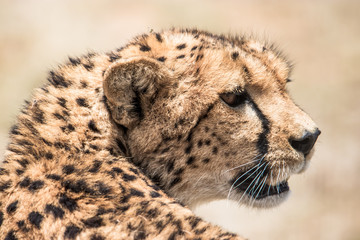 Cheetah face portrait