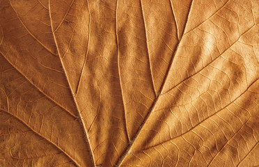 Close-up detail of fallen brown maple leaf