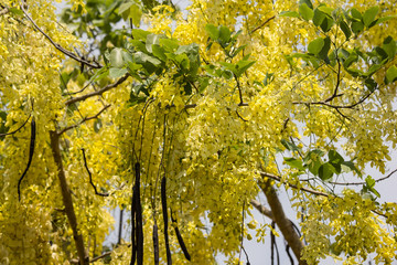 Fototapeta premium Small Yellow Flower or Cassia fistula flower