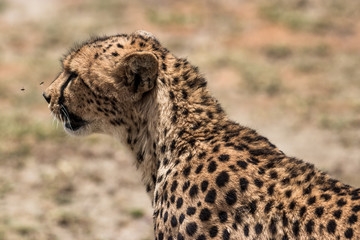 Cheetah face portrait