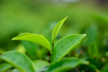 green fresh natural Isolated Tea bud on tea field