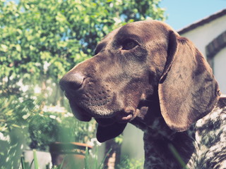 Cute vizsla dog at summer. German pointer dog.