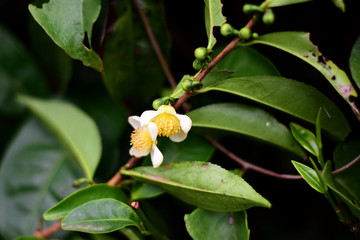 Fototapeta na wymiar tea tree flowers in the field