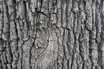 Bark of old big oak tree texture.