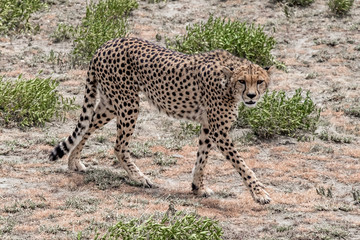 Cheetah walking on the ground 