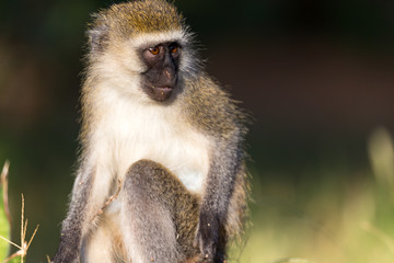 The portrait of a monkey in the savannah of Kenya
