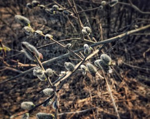 branches of tree