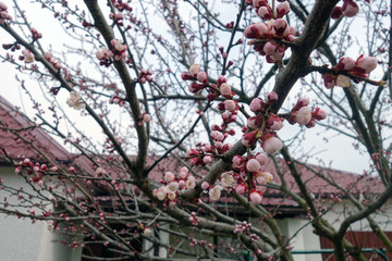 Apricot tree in bloom.