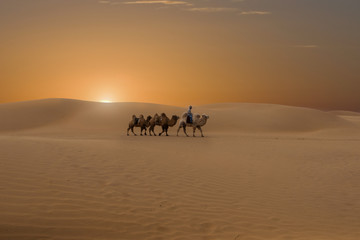 A man with camels riding into the desert of InnerMongolia,China