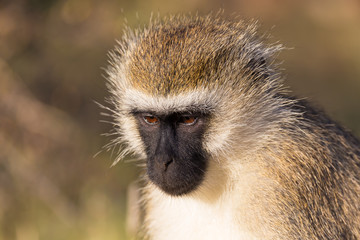 The portrait of a monkey in the savannah of Kenya