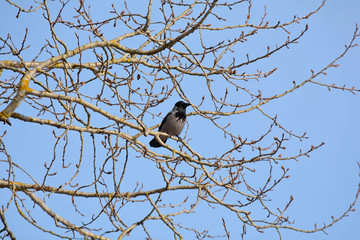 Crow on tree