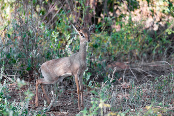 Antelope in the middle of the savannah of Kenya