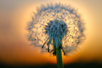 Fluffy Dandelion seeds flower in sunset