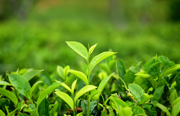 Fototapeta na wymiar Isolated green Tea bud on tea field