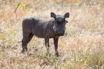 A portrait of a warthog in the middle of a grass landscape