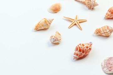 shells isolated on white background