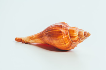 Sea shell on white background