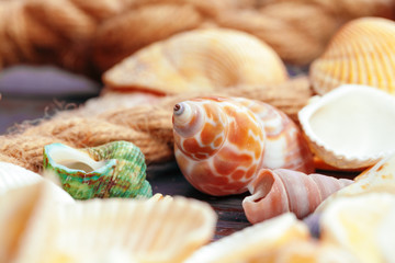 Sea shells. nature background.