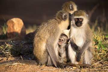 Naklejka na ściany i meble Three monkeys with a baby sit together
