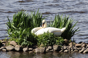 Alsterschwan