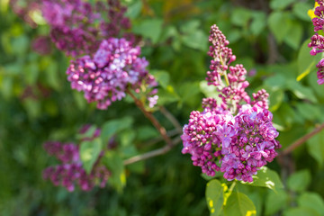 Obraz premium Macro image of spring lilac violet flowers, floral background