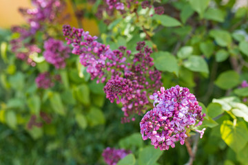 Fragrant lilac bush in the spring garden