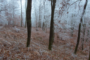 Frost in a forest