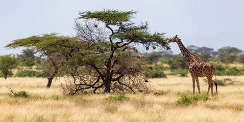 Fototapeten Giraffes eat leaves from the acacia trees © 25ehaag6