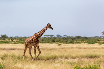 Giraffe walk through the savannah between the plants