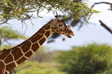 A portrait of a giraffe with trees in the background