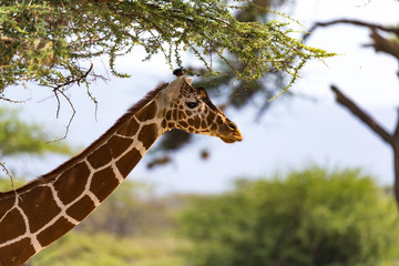 A portrait of a giraffe with trees in the background
