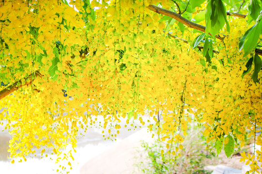 Yellow ratchaphruek flowers blooming on tree near the river , Colorful golden shower on background