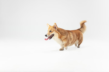 Studio shot of welsh corgi pembroke playing