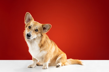 Studio shot of welsh corgi pembroke playing