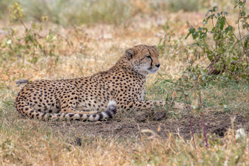cheetah in the grass