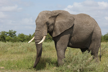 Afrikanischer Elefant / African elephant / Loxodonta africana