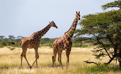 Several giraffes are walking through the grassland