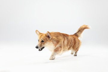 Studio shot of welsh corgi pembroke playing