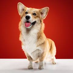 Studio shot of welsh corgi pembroke playing