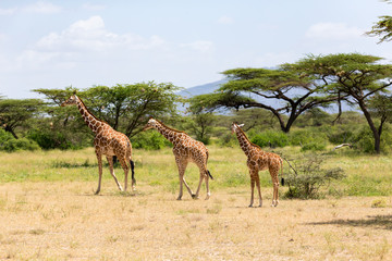 Naklejka na ściany i meble Several giraffes are walking through the grassland