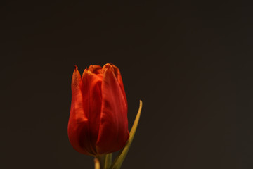 Rot blühende Tulpe