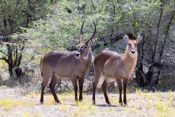 Naklejka na ściany i meble Antelope in the middle of the savannah of Kenya