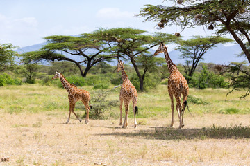 Several giraffes are walking through the grassland