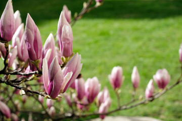 Magnolia buds background against vibrant green grass