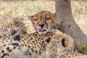 Cheetah face portrait
