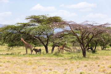 Giraffes and antelopes are standing together under a tree