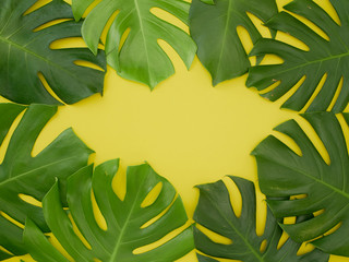 Fototapeta na wymiar Frame Monstera leaves Yellow background