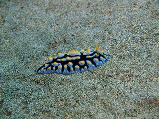 The amazing and mysterious underwater world of Indonesia, North Sulawesi, Bunaken Island, sea slug