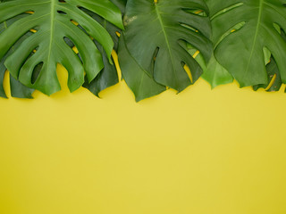 Fototapeta na wymiar Frame Monstera leaves Yellow background