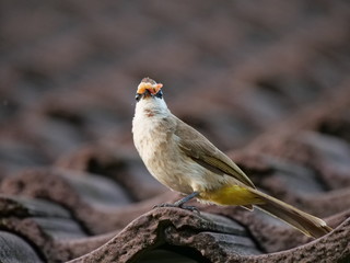 Yellow-vented Bulbul